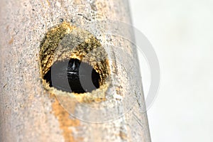 Close up macro bumble bee in bamboo nest in danger