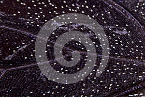 Close Up Macro Of A Butterfly Wing