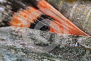 Close Up Macro Of A Butterfly Wing