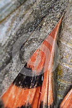 Close Up Macro Of A Butterfly Wing