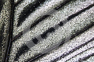 Close Up Macro Of A Butterfly Wing