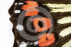 Close Up Macro Of A Butterfly Wing