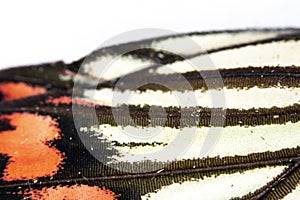 Close Up Macro Of A Butterfly Wing