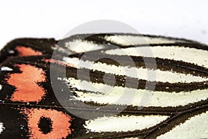 Close Up Macro Of A Butterfly Wing