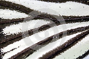 Close Up Macro Of A Butterfly Wing