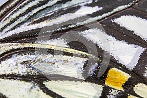 Close Up Macro Of A Butterfly Wing