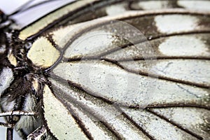 Close Up Macro Of A Butterfly Wing