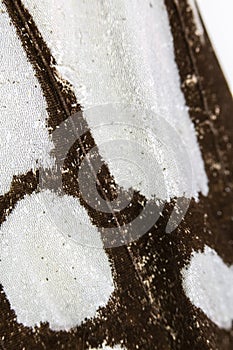 Close Up Macro Of A Butterfly Wing