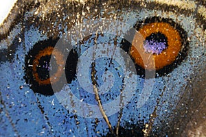 Close Up Macro Of A Butterfly Wing