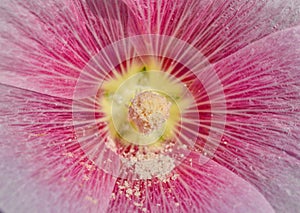 Close up macro carpel pollen photo