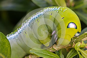 Close up macro Caterpillar / green worm is eating tree leaf