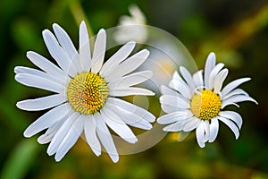 Close up Macro Chamomile in the park photo