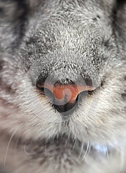 Close up macro closeup grey cat face with orange nose