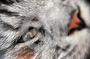 Close up macro closeup grey cat face with orange nose and crazy green eyes