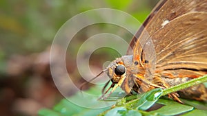 Close up macro of common orange owlet butterfly on green leaf photo
