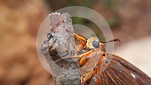Close up macro of common orange owlet butterfly on tree branch photo