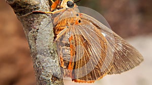 Close up macro of common orange owlet butterfly on tree branch photo