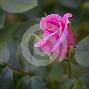 A close up macro of  a delicate pink rosebud on a rose plant