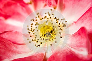 Close up macro of the delicate stamen and pink petals of a Dog Rose