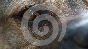 Close-up macro depth of field: details of the dog's eyes, nose, mouth that blink