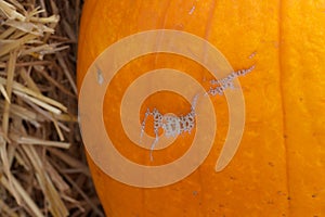 Close up Macro Detail Abstract Background Texture of a Pumpkin Imperfection with Straw Hay