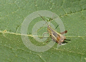 Close Up Macro Detail of Grasshopper on Leaf