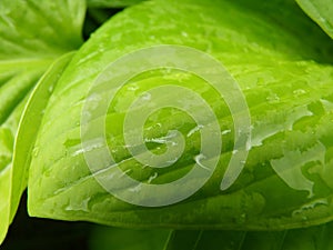 Close Up Macro Detail of Wet Green Hosta Leaf