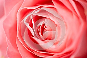 Close up macro detailed view photo of pink color rose