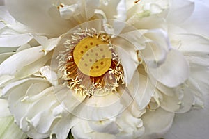 Close-up Macro details of Beautiful aquatic White LotusNelumbo nucifera flower