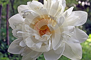 Close-up Macro details of Beautiful aquatic White LotusNelumbo nucifera flower