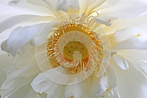 Close-up Macro details of Beautiful aquatic White LotusNelumbo nucifera flower