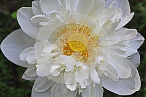 Close-up Macro details of Beautiful aquatic White LotusNelumbo nucifera flower