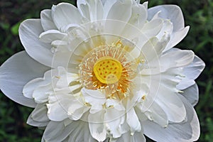 Close-up Macro details of Beautiful aquatic White LotusNelumbo nucifera flower