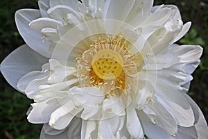 Close-up Macro details of Beautiful aquatic White LotusNelumbo nucifera flower