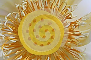 Close-up Macro details of Beautiful aquatic White LotusNelumbo nucifera flower