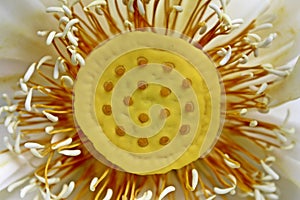 Close-up Macro details of Beautiful aquatic White LotusNelumbo nucifera flower