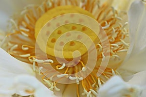 Close-up Macro details of Beautiful aquatic White LotusNelumbo nucifera flower