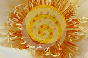 Close-up Macro details of Beautiful aquatic White LotusNelumbo nucifera flower