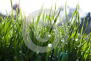 Close up, macro of dew drops on blades of fresh grass, morning rays of sun, water saving and green concept, save planet, blurred