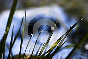 Close up, macro of dew drops on blades of fresh grass, morning rays of sun, water saving and green concept, save planet, blurred