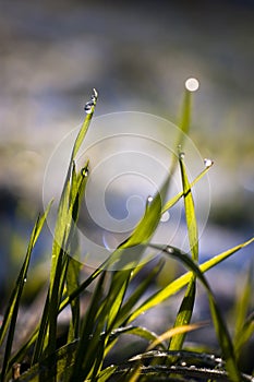 Close up, macro of dew drops on blades of fresh grass, morning rays of sun, water saving and green concept, save planet, blurred