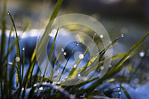 Close up, macro of dew drops on blades of fresh grass, morning rays of sun, water saving and green concept, save planet, blurred