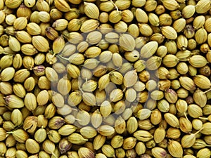 Close up macro of Dried coriander fruits herb spice held in rectangular shape