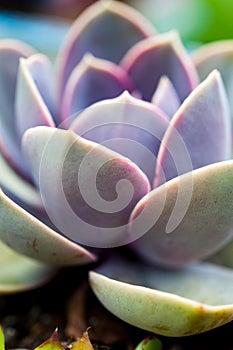 Echeveria Perle von NÃÂ¼rnberg Succulent Plant photo