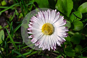 Close up macro of English lawn daisy