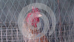 Close up macro fighting cocks standing in steel mesh coop in farm background