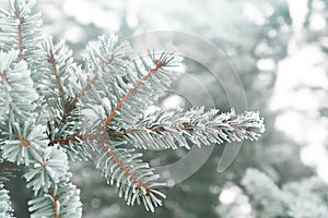 Close up or macro of fir tree covered in ice