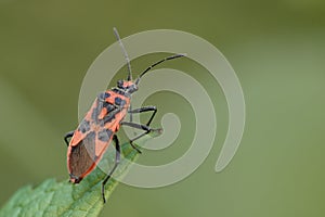 Close-up macro of firebug, Pyrrhocoris apterus, on leaf