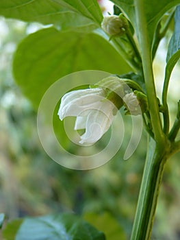 Close Up Macro of Flower of Pepper Capsicum