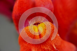 Close up macro flowers of antirrhium majus